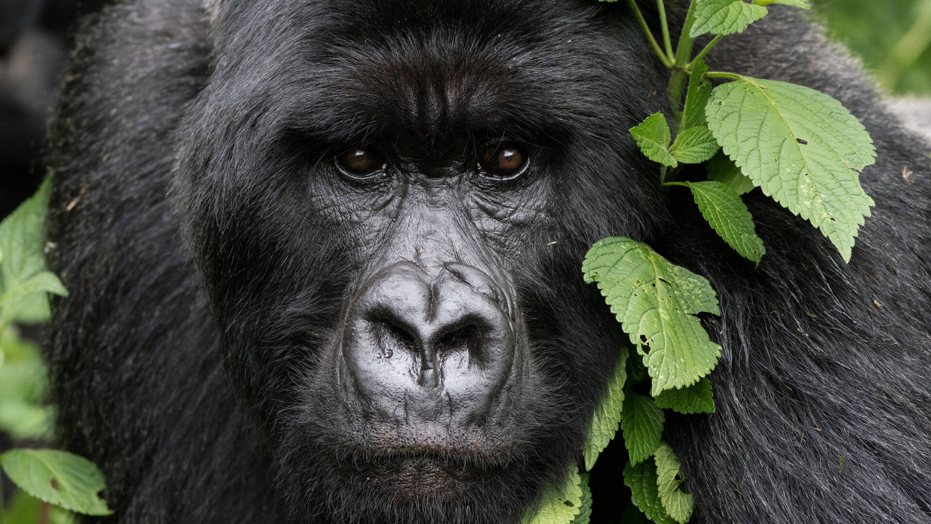 Uganda