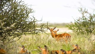 Namibia wildlife