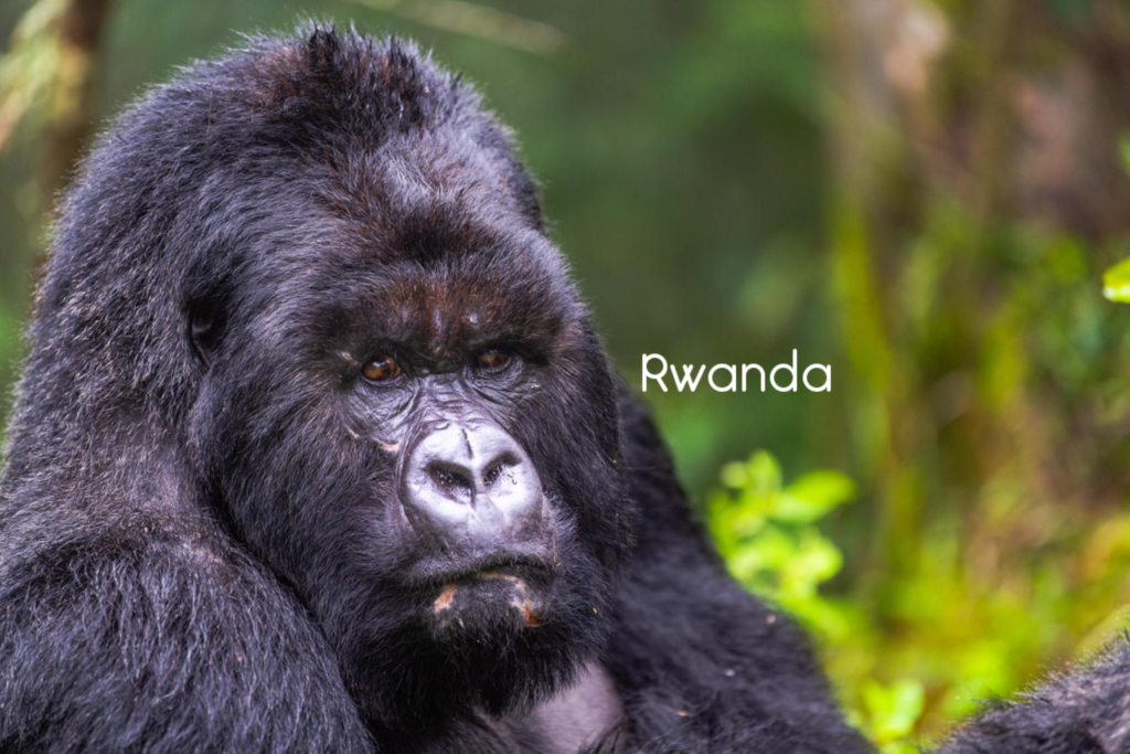 Mountain Gorillas in Rwanda