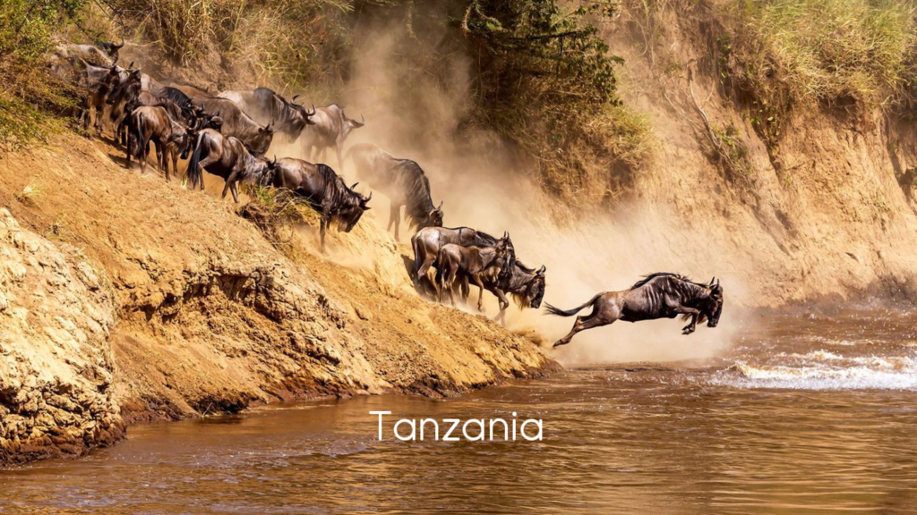 Wildeebeest migration in Serengeti, Tanzania