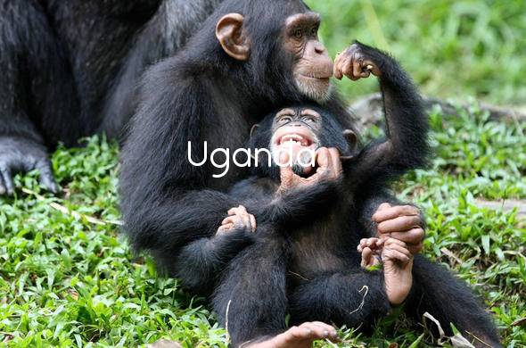 Chimpanzees in Uganda