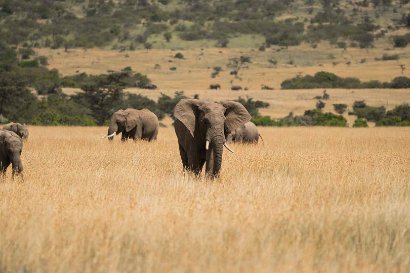 Elephants Grazing in Maasai Mara Game Reserve