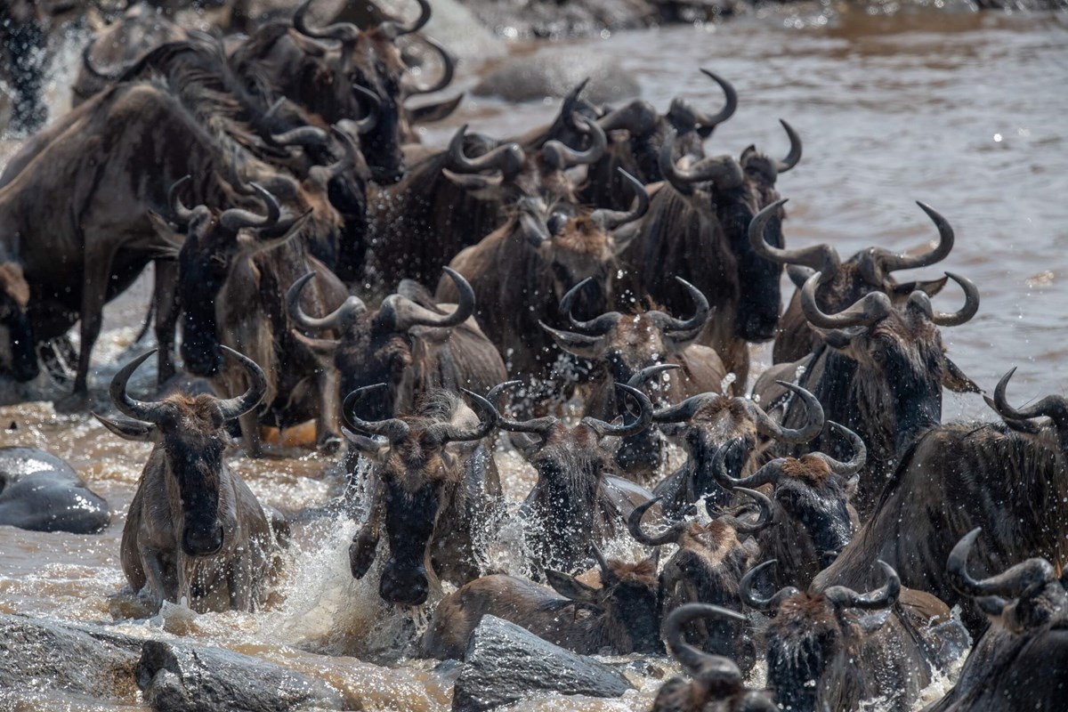 Wildebeests crossing the mara river