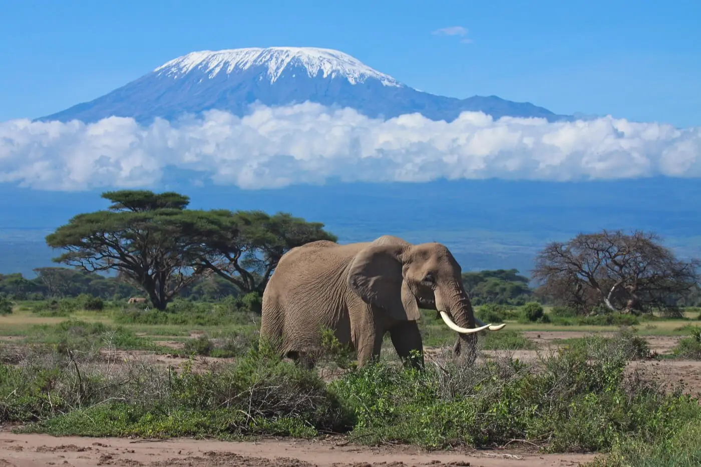 luxury safari in Tanzania and Zanzibar
