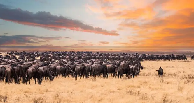 Luxury African Safaris
