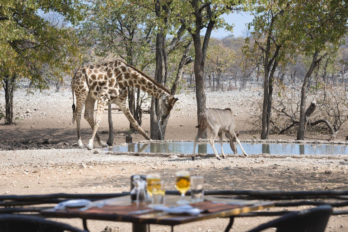 Etosha to Ongava Game Reserve, Central-Southern Etosha