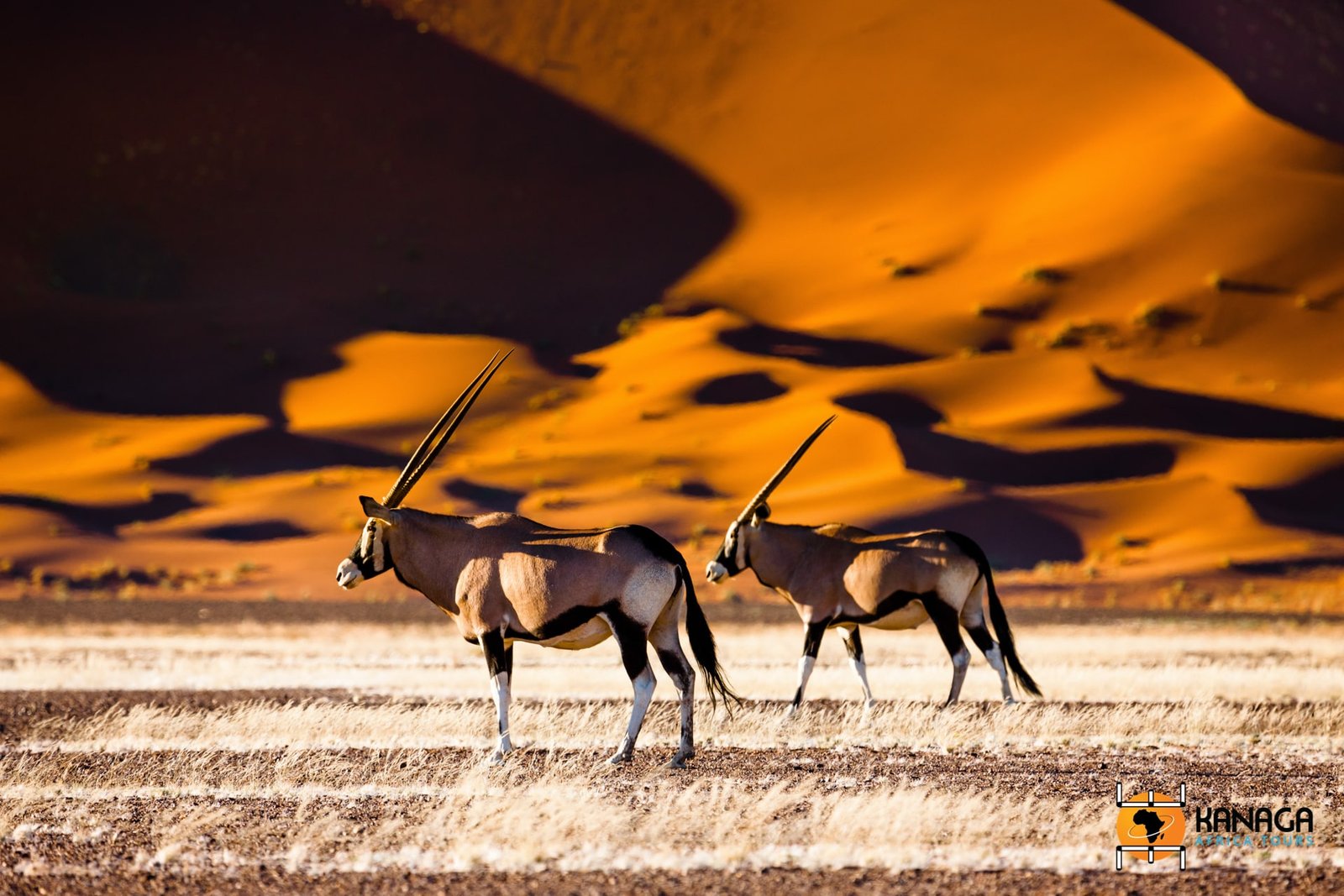 Oryx and dunes - Sossusvlei - Namibia