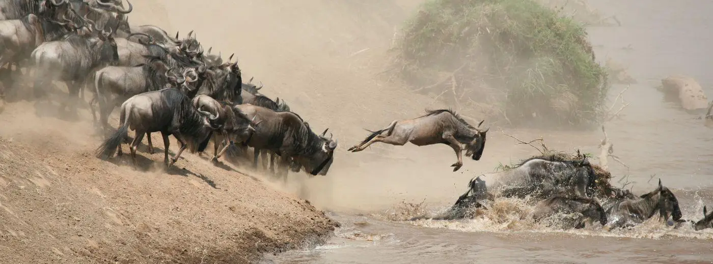 Wild Savannah