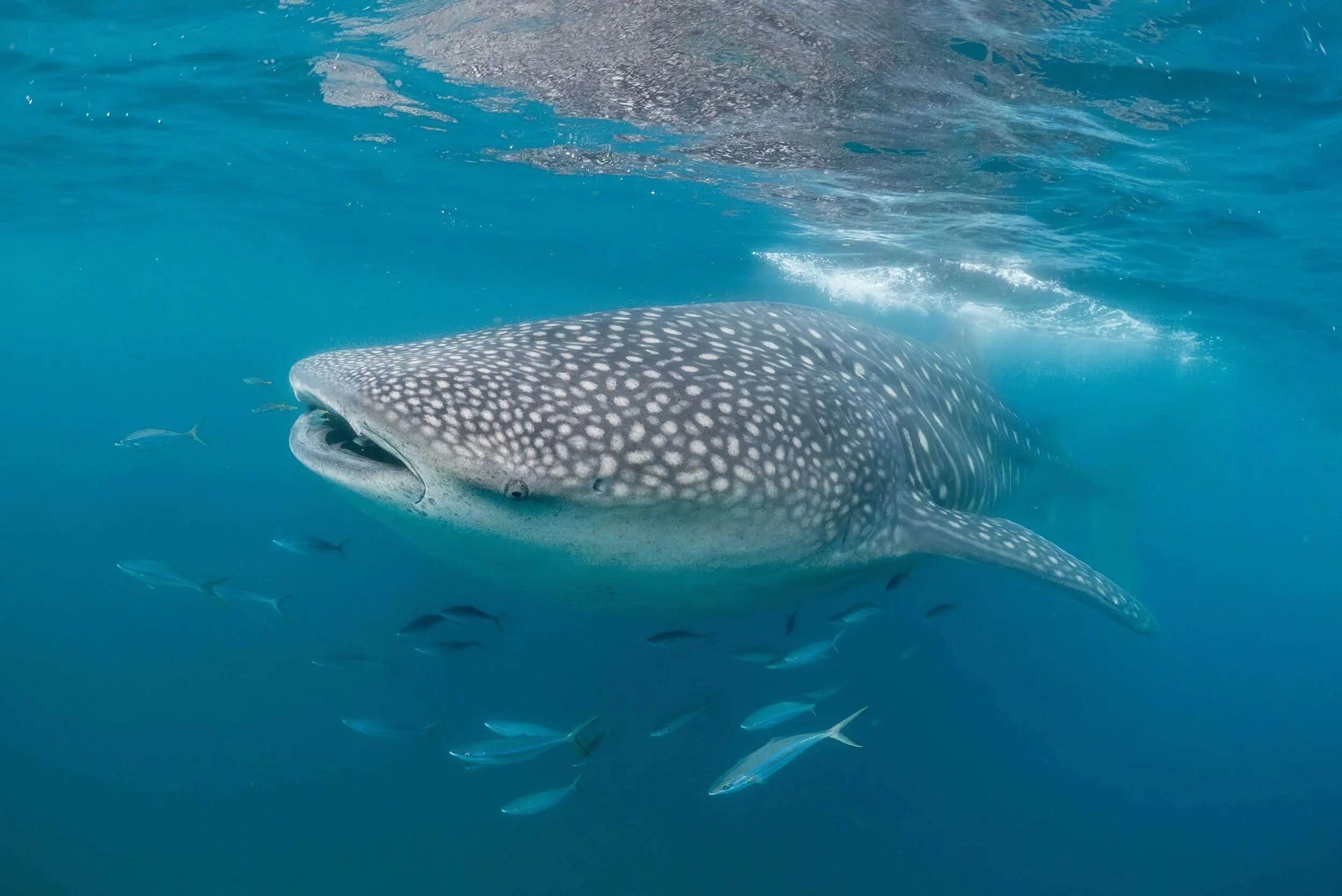 Mozambique 12 Whale Shark Encounters